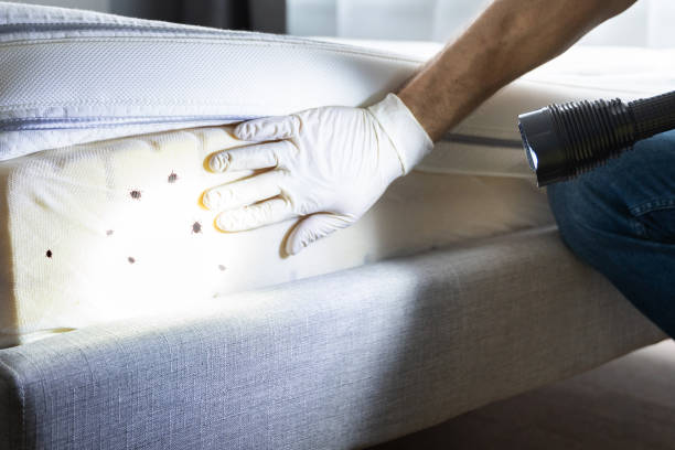 Best Termite Control Services  in Norton Shores, MI