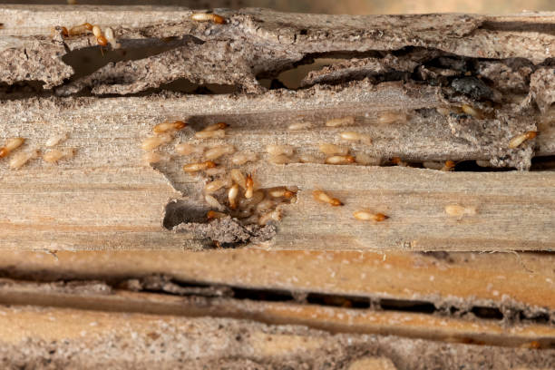 Best Cockroach Control Services  in Norton Shores, MI