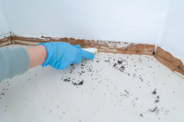 Best Insect Control  in Norton Shores, MI