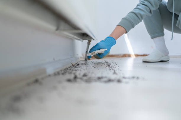 Bird Control in Norton Shores, MI